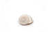turbo shell